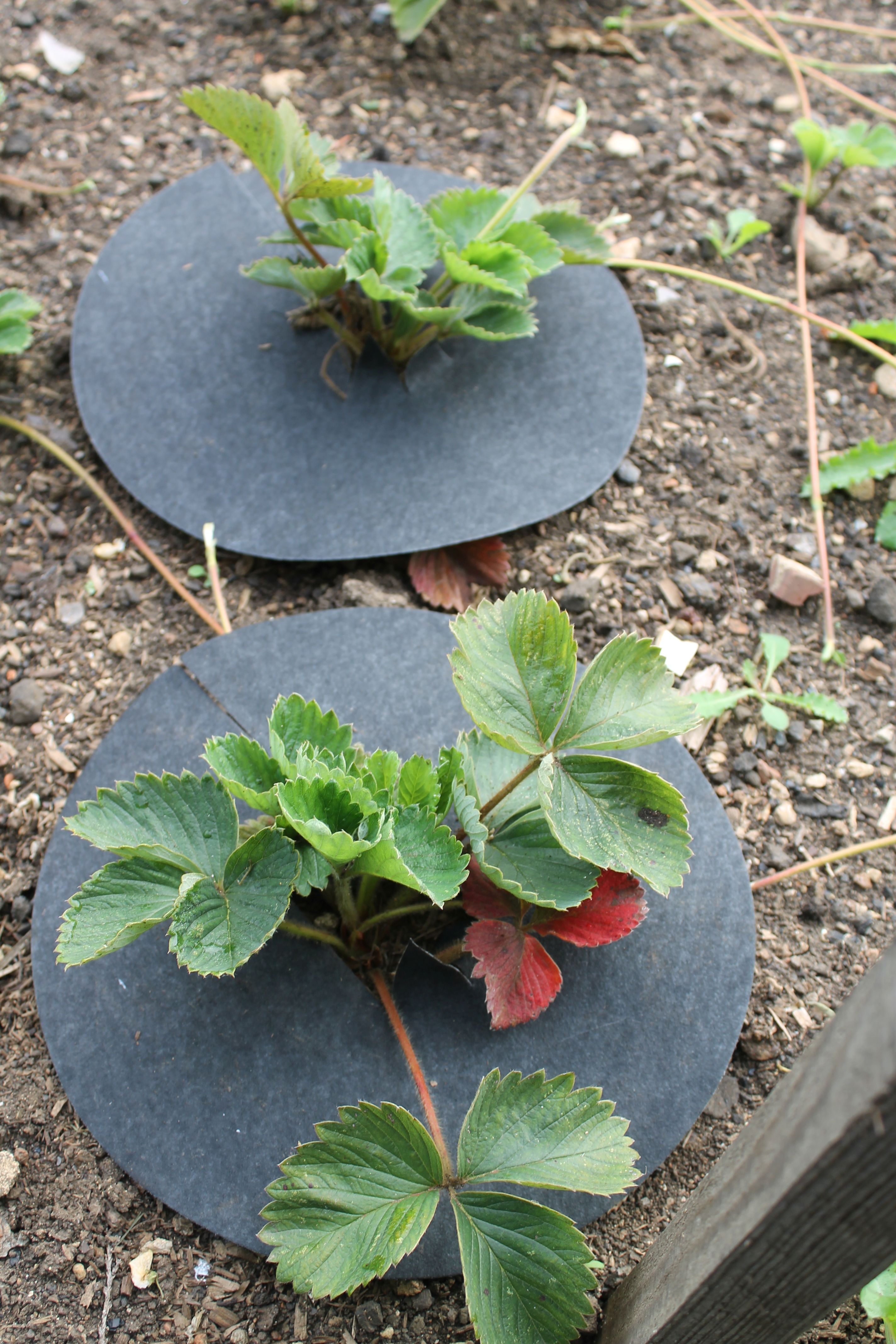 Strawberry Mats (6) GLEE BIRMINGHAM 2021
